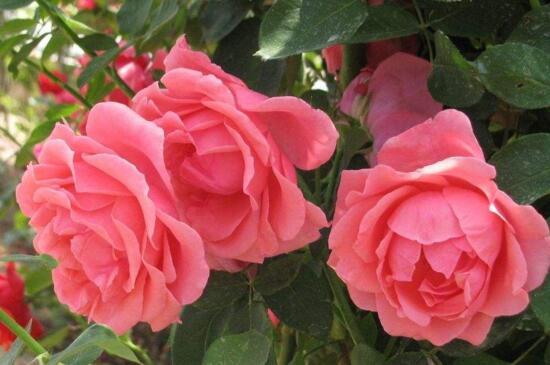 月季花冬季如何修枝