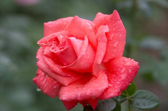 月季花冬季如何修枝