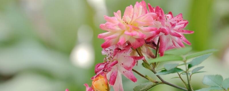 小盆栽月季花如何养殖