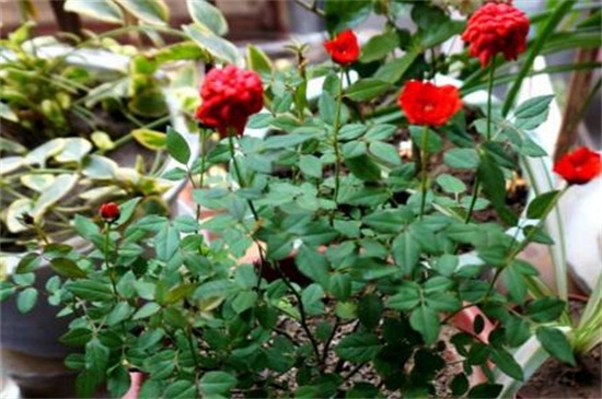 小盆栽月季花如何养殖