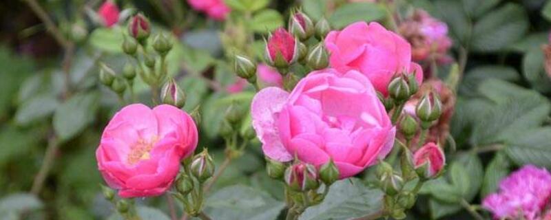 月季花的养殖办法和留意事项