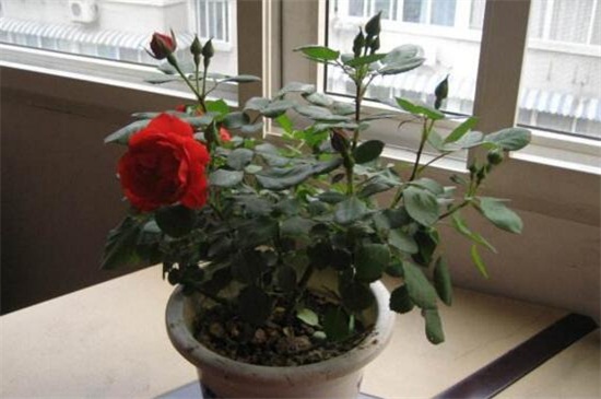 月季花的养殖办法和留意事项