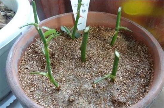 月季花的养殖办法和留意事项