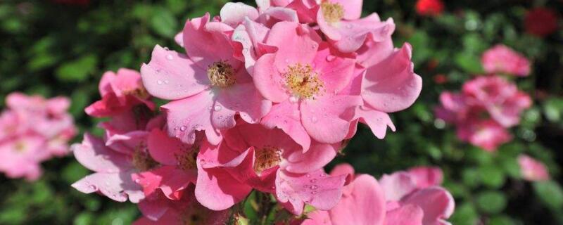 月季开花后如何修剪