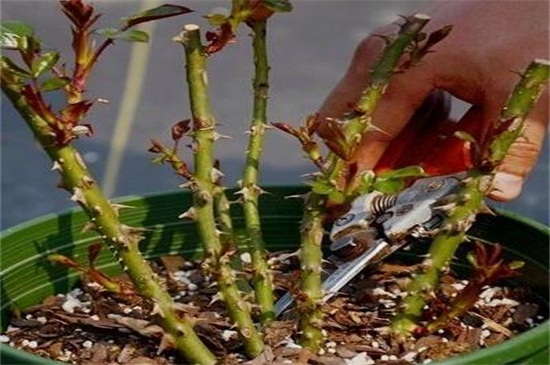 月季开花后如何修剪