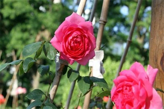 月季开花后如何修剪