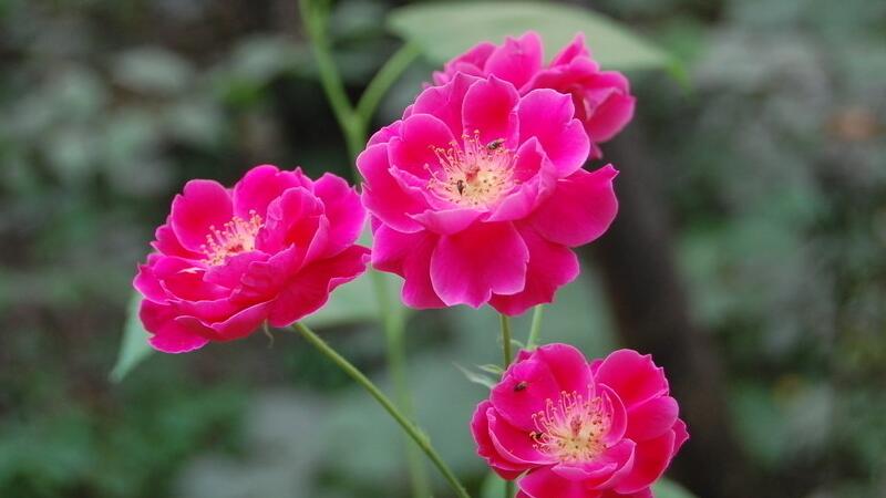 小月季花的养殖办法