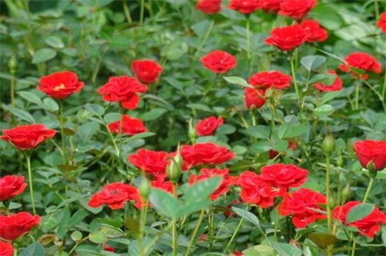 小月季花的养殖办法