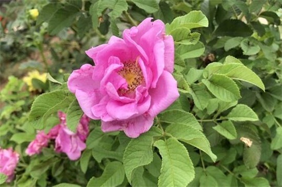 小月季花的养殖办法