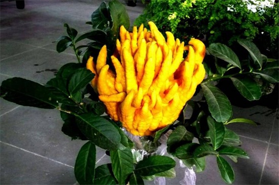 佛手花如何繁殖,扦插/嫁接/压条繁殖及养护要点