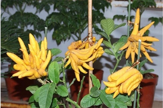 佛手花如何繁殖,扦插/嫁接/压条繁殖及养护要点