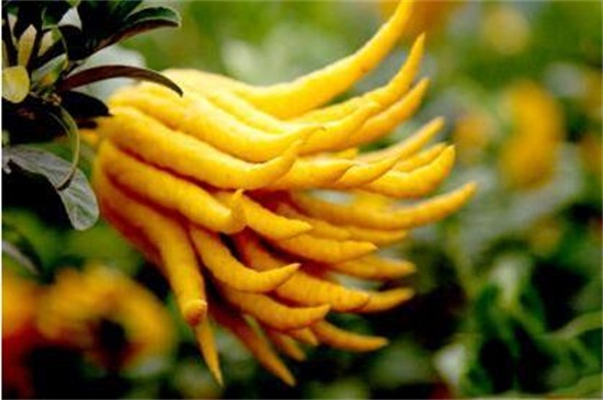 佛手花如何繁殖,扦插/嫁接/压条繁殖及养护要点