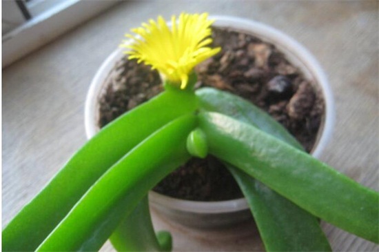 佛手花如何繁殖,扦插/嫁接/压条繁殖及养护要点