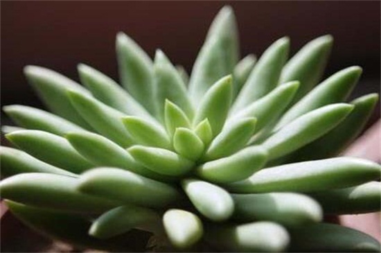 佛手花如何繁殖,扦插/嫁接/压条繁殖及养护要点