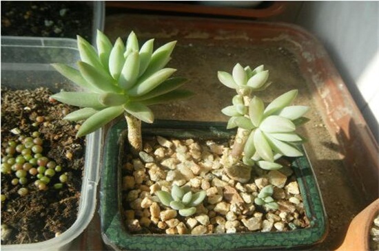 佛手花如何繁殖,扦插/嫁接/压条繁殖及养护要点