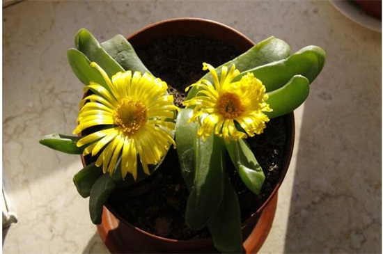 佛手花如何繁殖,扦插/嫁接/压条繁殖及养护要点