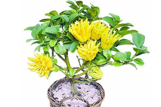佛手花如何繁殖,扦插/嫁接/压条繁殖及养护要点