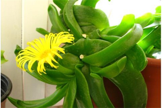 佛手花如何繁殖,扦插/嫁接/压条繁殖及养护要点