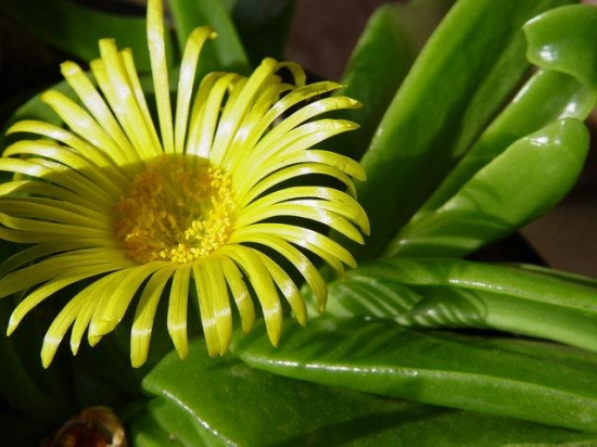 漂亮的佛手花 佛手花的养殖办法和留意事项:喜疏松,排水良好的酸性土壤