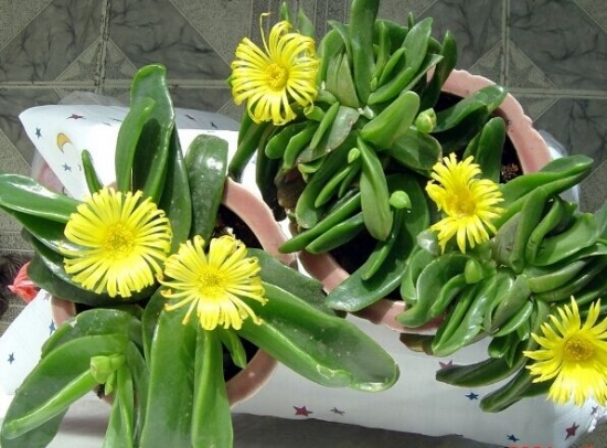 佛手花 佛手花的养殖办法和留意事项:喜疏松,排水良好的酸性土壤