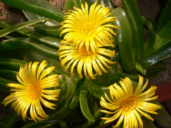 美丽的佛手花 佛手花的养殖办法和留意事项:喜疏松,排水良好的酸性土壤