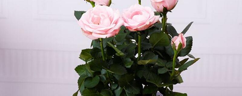 玫瑰花烂心如何办