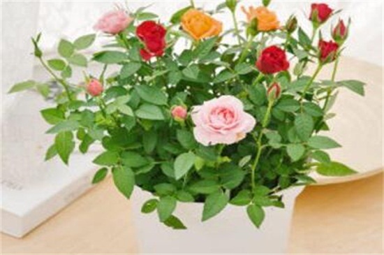 玫瑰花烂心如何办