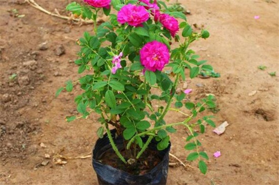 玫瑰花烂心如何办