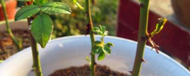 玫瑰花如何扦插成活高