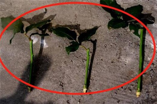 玫瑰花如何扦插成活高