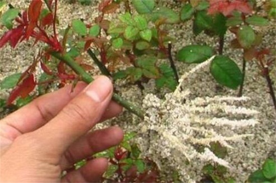 玫瑰花如何扦插成活高