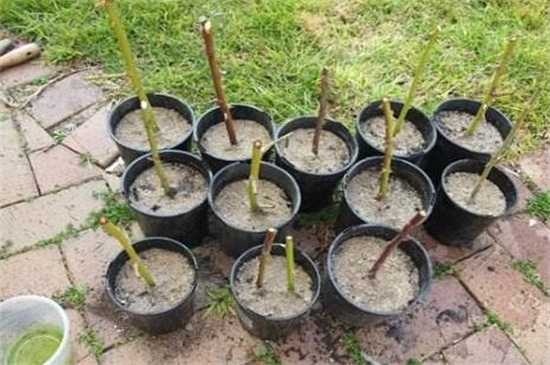 玫瑰花如何扦插成活高