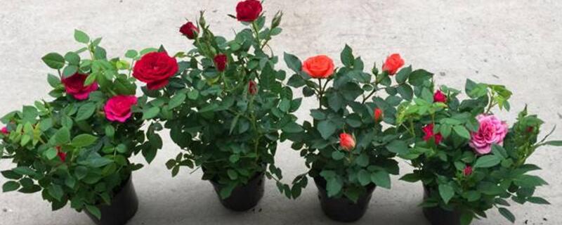 玫瑰不开花如何处理