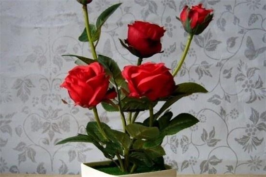 玫瑰不开花如何处理