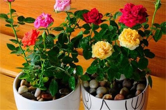 玫瑰不开花如何处理