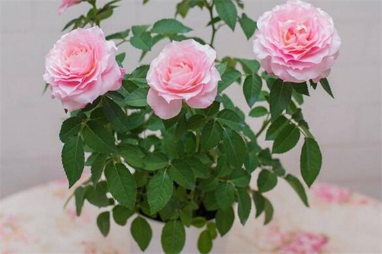 玫瑰不开花如何处理