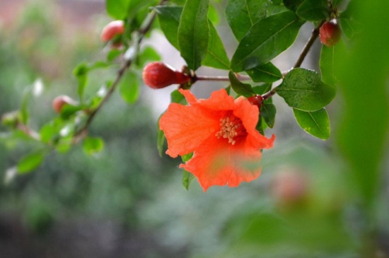 石榴花虫害及预防和治疗办法，茎窗蛾需虫洞消毒修病枝