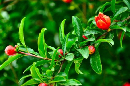 石榴花虫害及预防和治疗办法，茎窗蛾需虫洞消毒修病枝