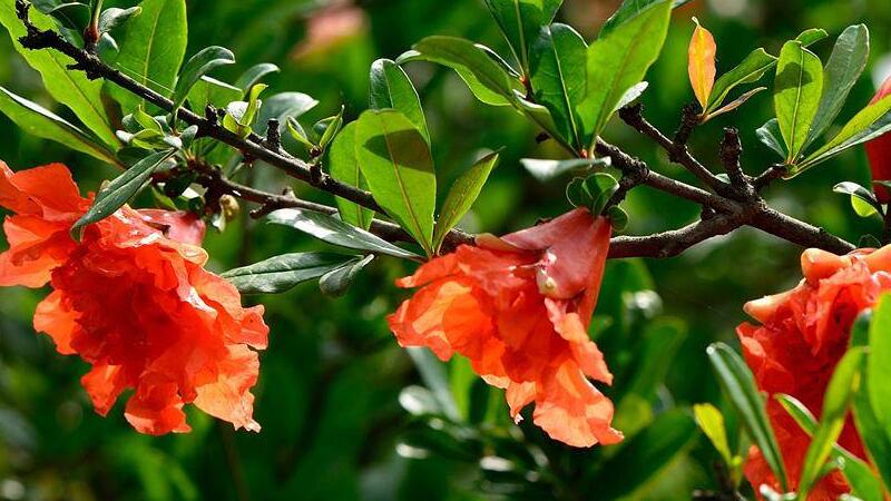 石榴花如何养