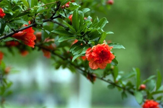 石榴花如何养