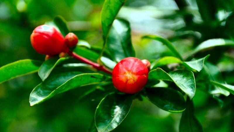 盆栽石榴花冬季掉叶子如何办