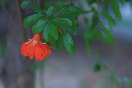 盆栽石榴花冬季掉叶子如何办