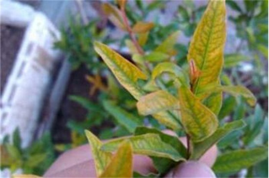 盆栽石榴花冬季掉叶子如何办