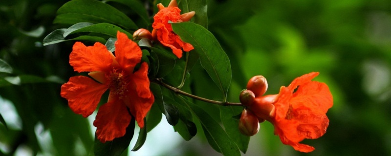 石榴花如何养