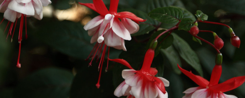 灯笼花叶子干枯如何救