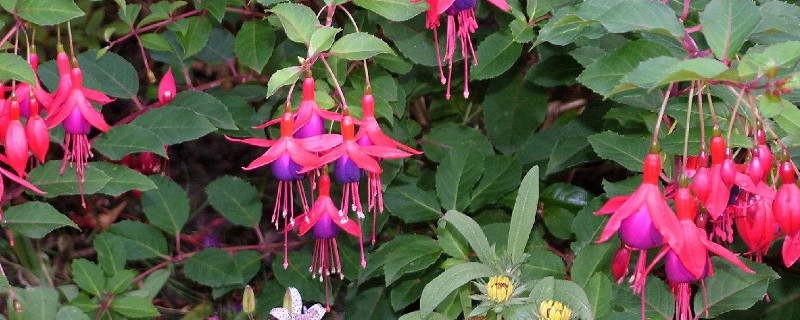 灯笼花掉骨朵如何办