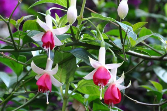 灯笼花掉骨朵如何办