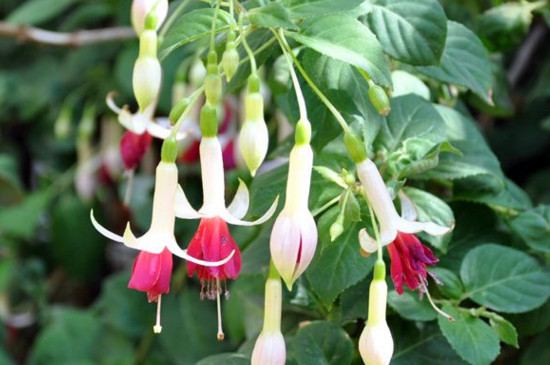 灯笼花掉骨朵如何办