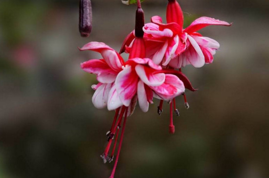 灯笼花掉骨朵如何办