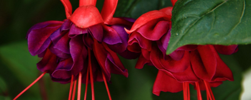 灯笼花如何养家庭养法